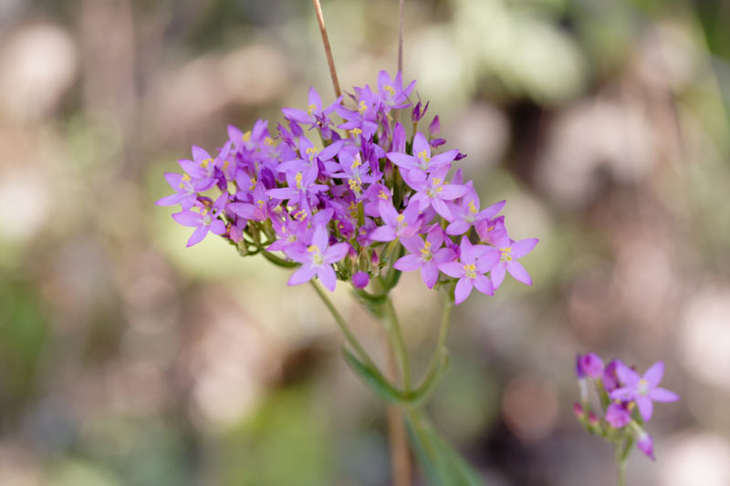 Centaurium erythraea / Centauro maggiore